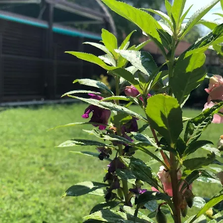 Pavicevic Appartement *