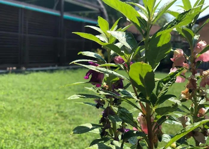 Pavicevic Lägenhet *